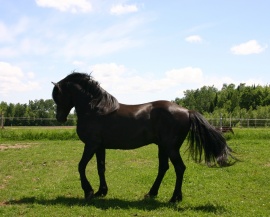 The stallion Excellence Fablo Dandy displays the characteristic feature typical of the Canadian Horse breed. He is currently the Canadian stallion having sired the most offspring © Canadian Horse Breeder Massawippi, North Hatley (Québec)