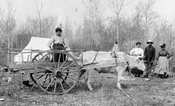 Camp scene of Metis people, a Red River cart and oxen. BAC