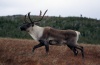 Caribou de la Gaspésie sur le mont Albert. © M. L