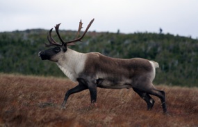 Caribou de la Gaspésie sur le mont Albert. © M. L