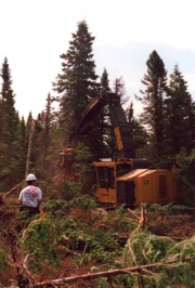 Forestry operations, Rivière Jupiter area, 2001, © Geneviève Brisson