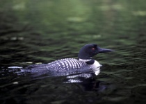 Le plongeon huart, emblème du parc. © Parcs Canada/J. Pleau.