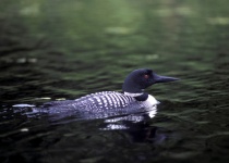 The common loon, symbol of the park. ©Parks Canada/J. Pleau.