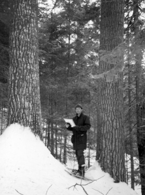 The white pine, a giant of northeastern North American forests