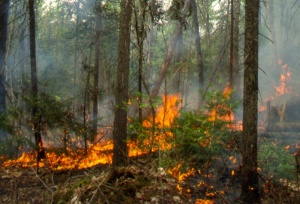 The ecology of the white pine is in most cases closely related to forest fires.