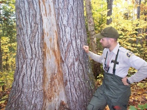 Fire scar on a white pine tree trunk