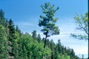 Logging has greatly changed the structure of pine stands