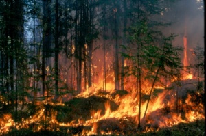 Certains parcs nationaux canadiens et américains ont adopté le feu comme outil de gestion des écosystèmes