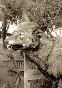 Le loup de Lafontaine, détail d'une photographie ancienne