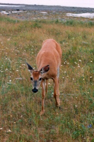 "Chevreuil" ou Cerf d'Anticosti, Pointe-Nord, 2002. © Geneviève Brisson