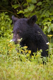 A Black Bear in Forillon National Park