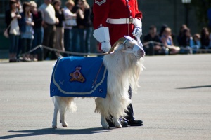 Batisse, the Regiment's Mascot