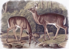 Various types of meat can be used in the pies. Although not obligatory, large game (often deer) is recommended in certain Lac-Saint-Jean tourtière recipes. Virginia Deer by J.W. Audubon,1848. © BAC, collection Coverdale.