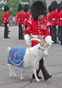 The regimental goat