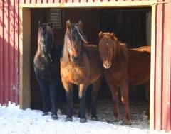 Des chevaux bien adaptés aux hivers canadiens. Tango, Tao et Tex, 2008. © Élevage Chevaux canadiens Massawippi, North Hatley (Québec).
