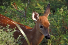 A young white-tailed deer in Parc du Bic