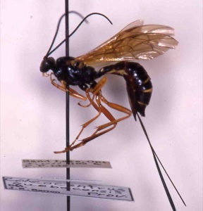 Coleocentrus quebecensis 