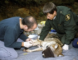 Naturalists in action: working on an Eastern wolf. ©Parks Canada/J. Pleau.
