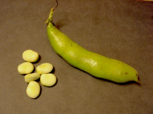 Fresh gourgane beans and pod 