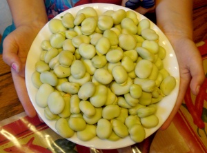 Freshly shelled gourgane beans ready for cooking 