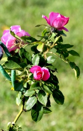 Rose 'Félix Leclerc', Jardin botanique de Montréal, 2007