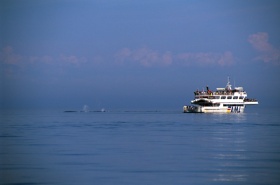 Croisière d'observation des baleines. Parcs Canada, M. Mills