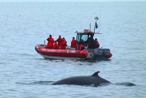 Whale-watching expedition near Tadoussac, 2010