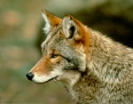 Le coyote, un prédateur redoutable. © SEPAQ/Parc national de la Gaspésie.