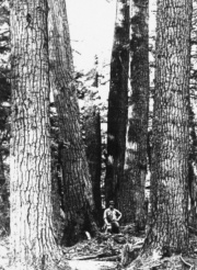 À cette époque, les pins de quatre à cinq pieds de diamètre à la souche étaient nombreux. © Ministère des Richesses naturelles de l’Ontario